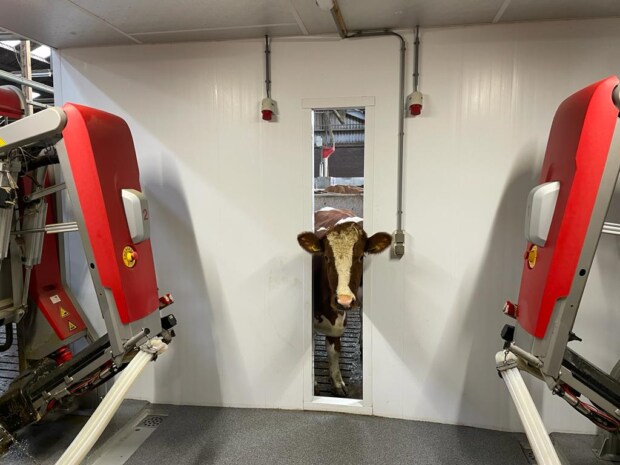 Milking robot protection