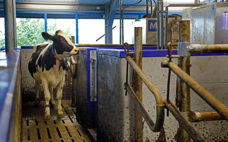 Milking robot area