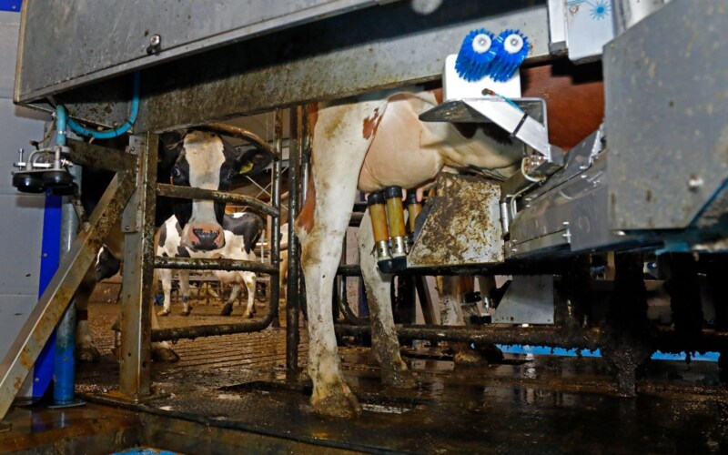 Plastic walls milking robot