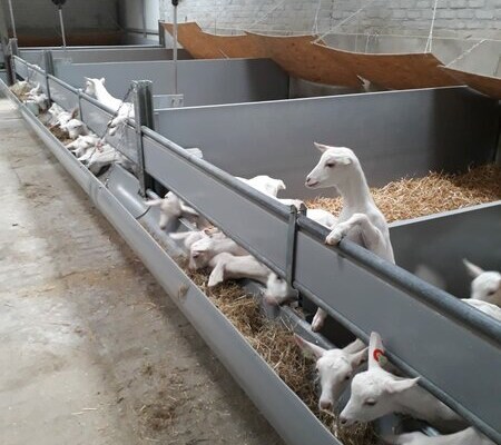 Goat Barn